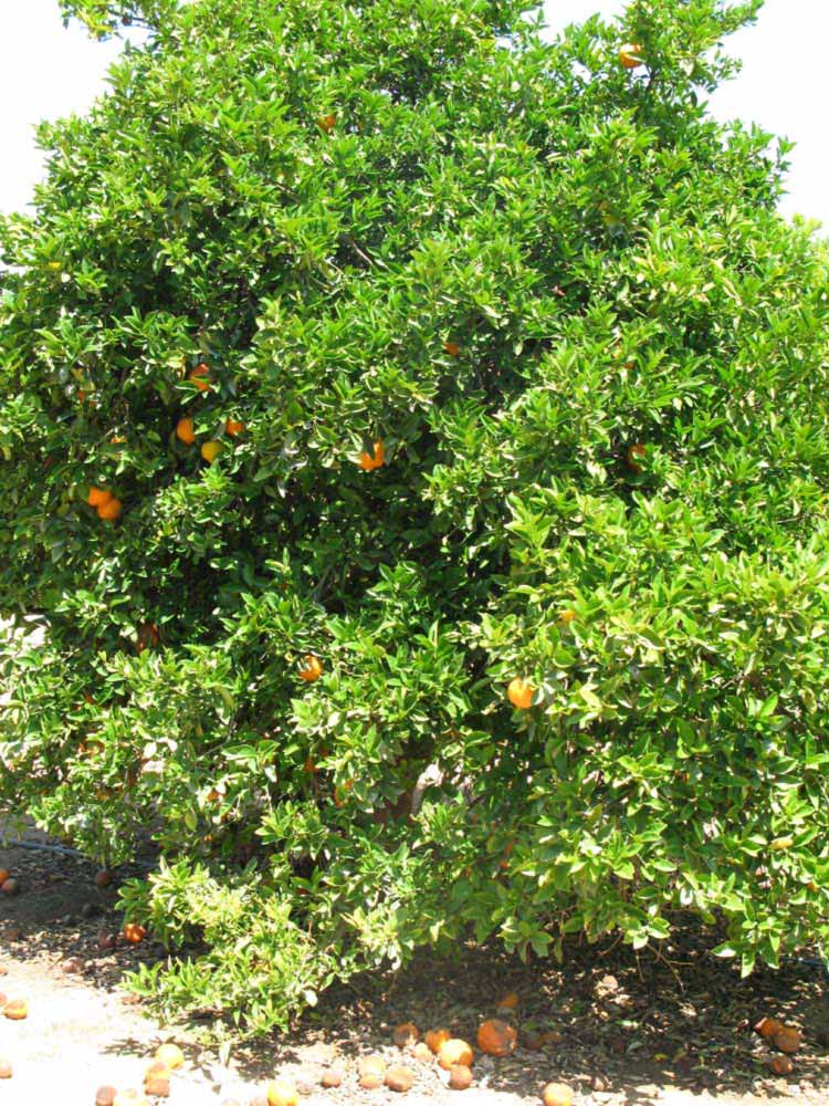            Habit (Riverside, CA)   